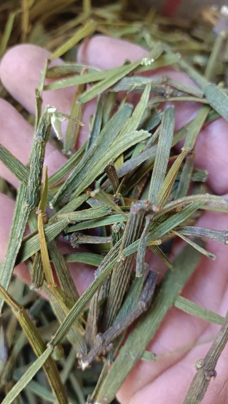 槲寄生，扁寄生，螃蟹脚寄生