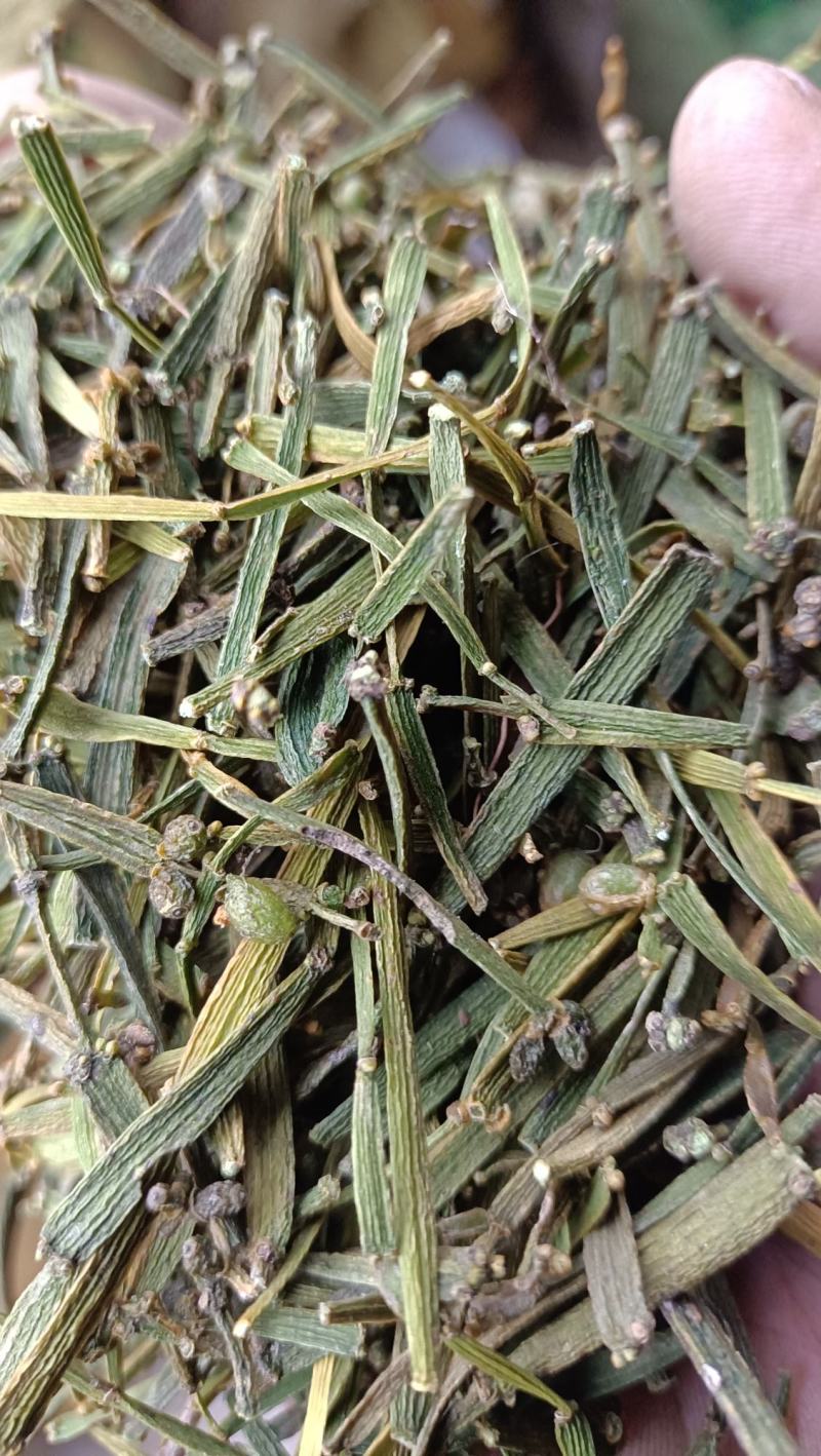 槲寄生，扁寄生，螃蟹脚寄生
