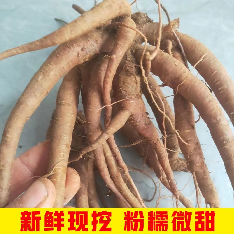 大凉山新鲜高原湿甜当归干甜当归现挖小当归粉糯煲汤蔬菜包