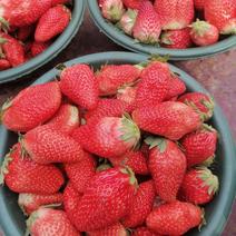 陕西太白山冬草莓