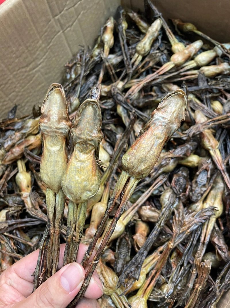 长白山林蛙干雪蛤干雪蛤油蛤蟆油林蛙油滋补煲汤8克9克