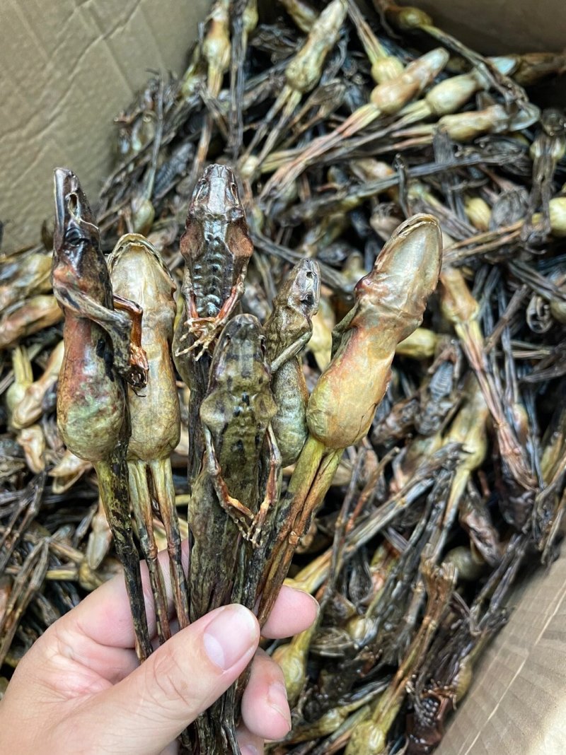 长白山林蛙干雪蛤干雪蛤油蛤蟆油林蛙油滋补煲汤8克9克