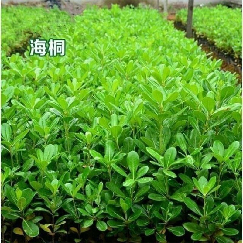 新采海桐种子海桐花乔木灌木海桐球种子山矾树籽四季常青