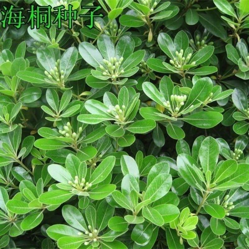新采海桐种子海桐花乔木灌木海桐球种子山矾树籽四季常青