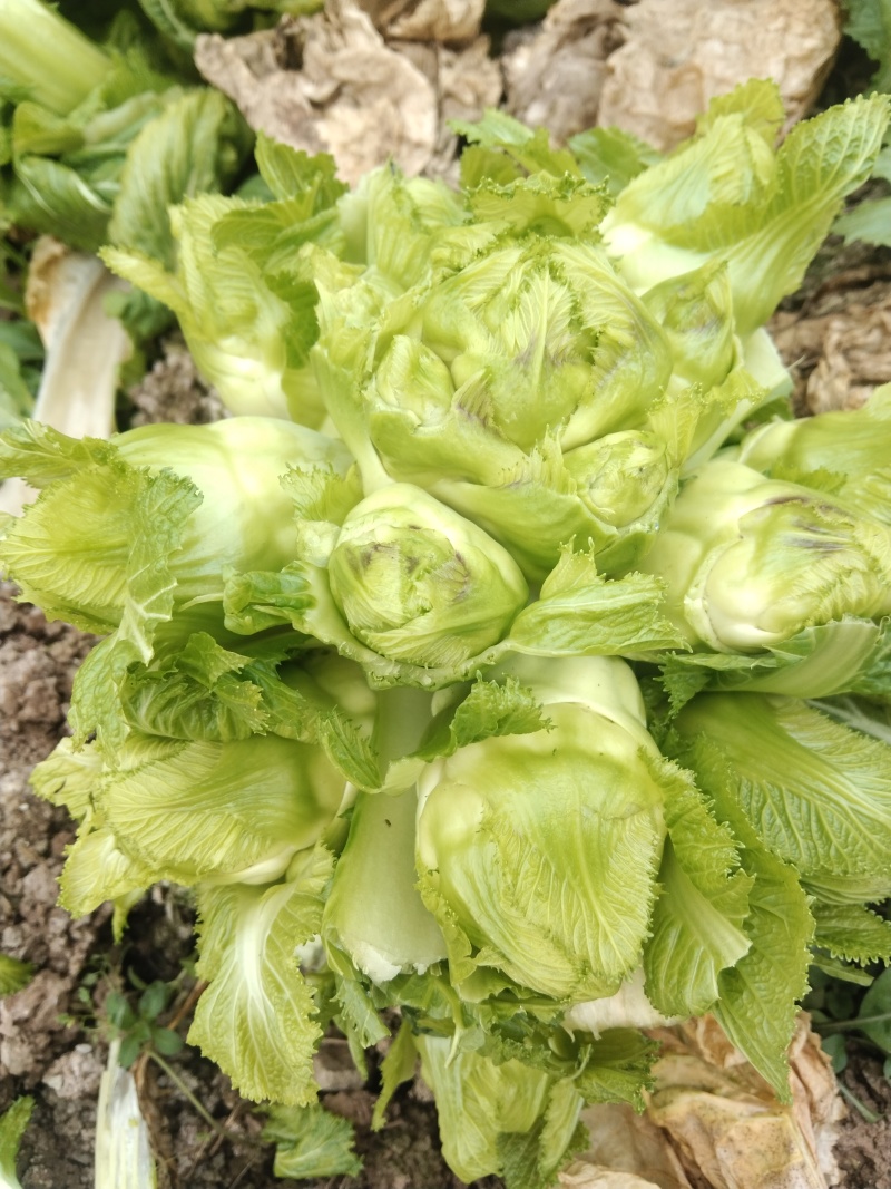 儿菜