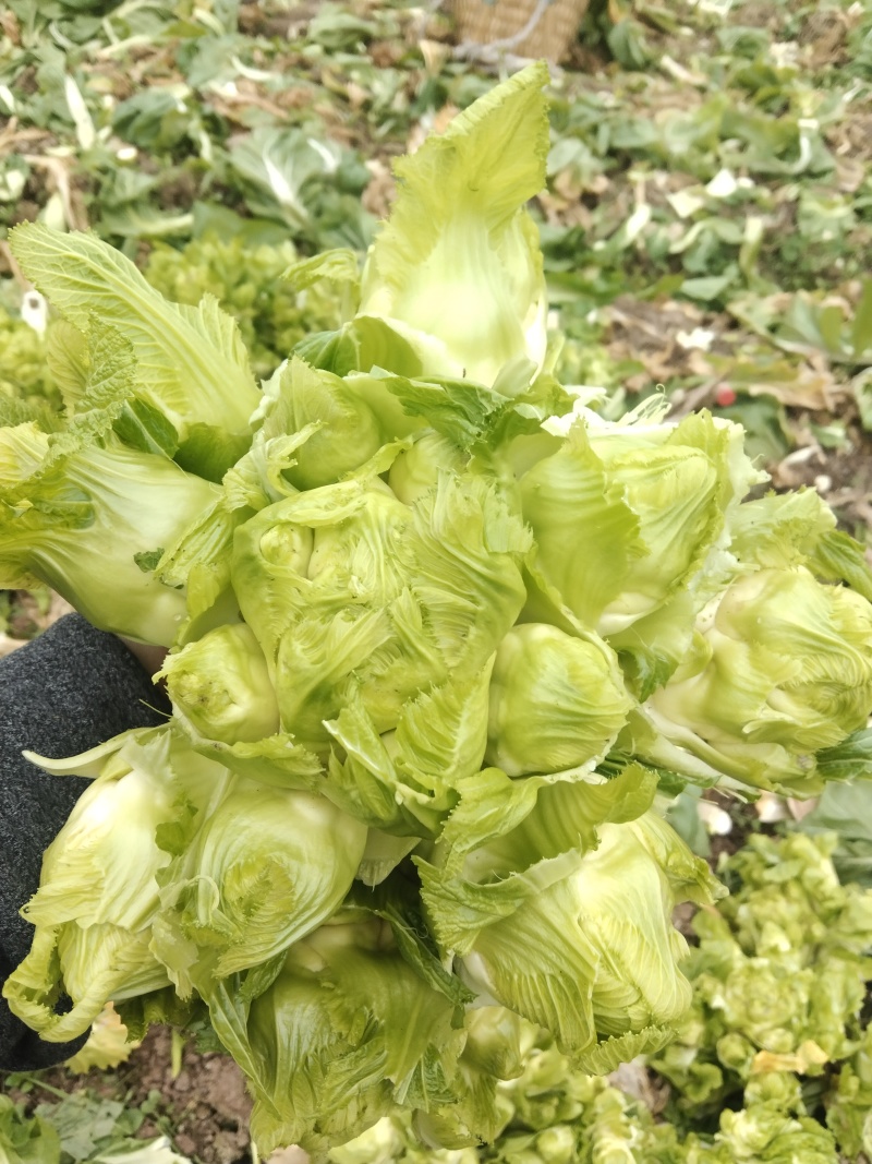儿菜