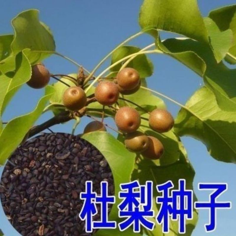 新采杜梨种子棠梨树种子嫁接梨树砧木海棠梨野梨子林木种子