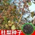 新采杜梨种子棠梨树种子嫁接梨树砧木海棠梨野梨子林木种子