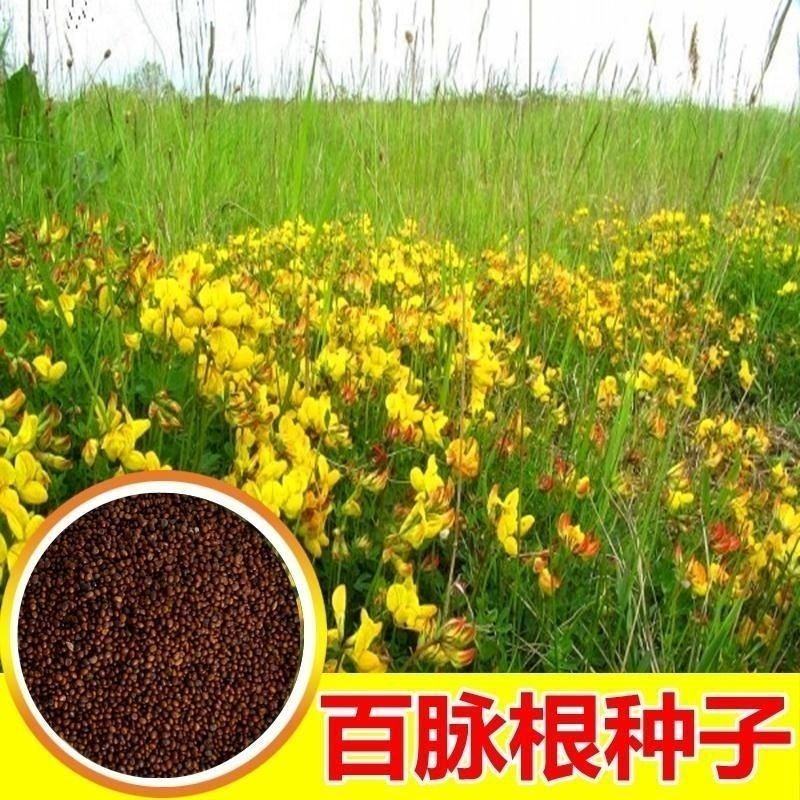 百脉根种子牧草种子五叶草牛角花草种子多年生牧草高产量护坡