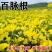 百脉根种子牧草种子五叶草牛角花草种子多年生牧草高产量护坡