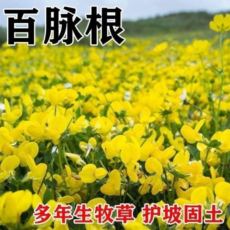 百脉根种子牧草种子五叶草牛角花草种子多年生牧草高产量护坡