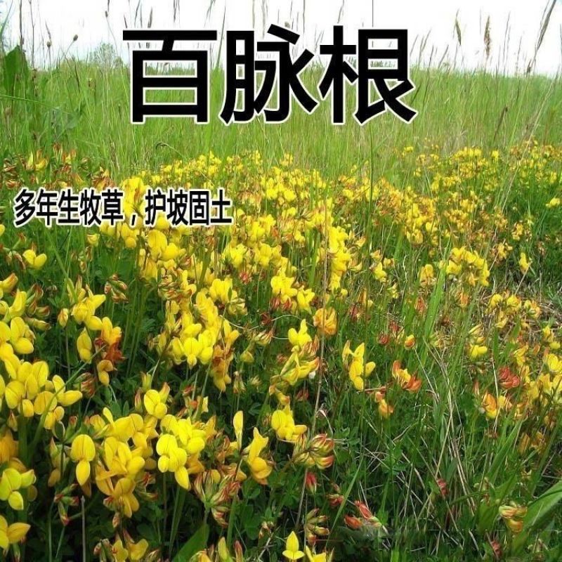 百脉根种子牧草种子五叶草牛角花草种子多年生牧草高产量护坡