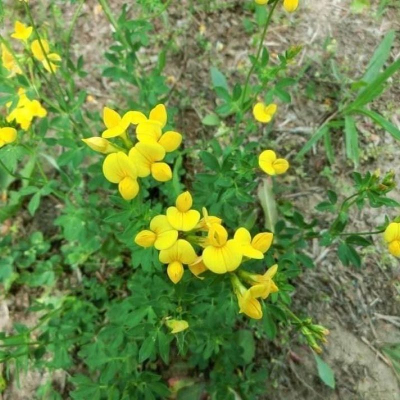 百脉根种子牧草种子五叶草牛角花草种子多年生牧草高产量护坡