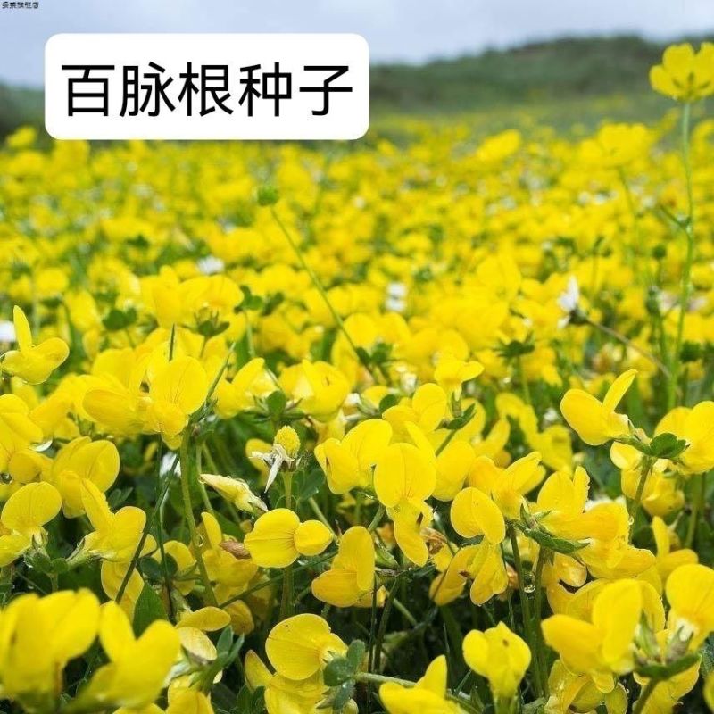 百脉根种子牧草种子五叶草牛角花草种子多年生牧草高产量护坡
