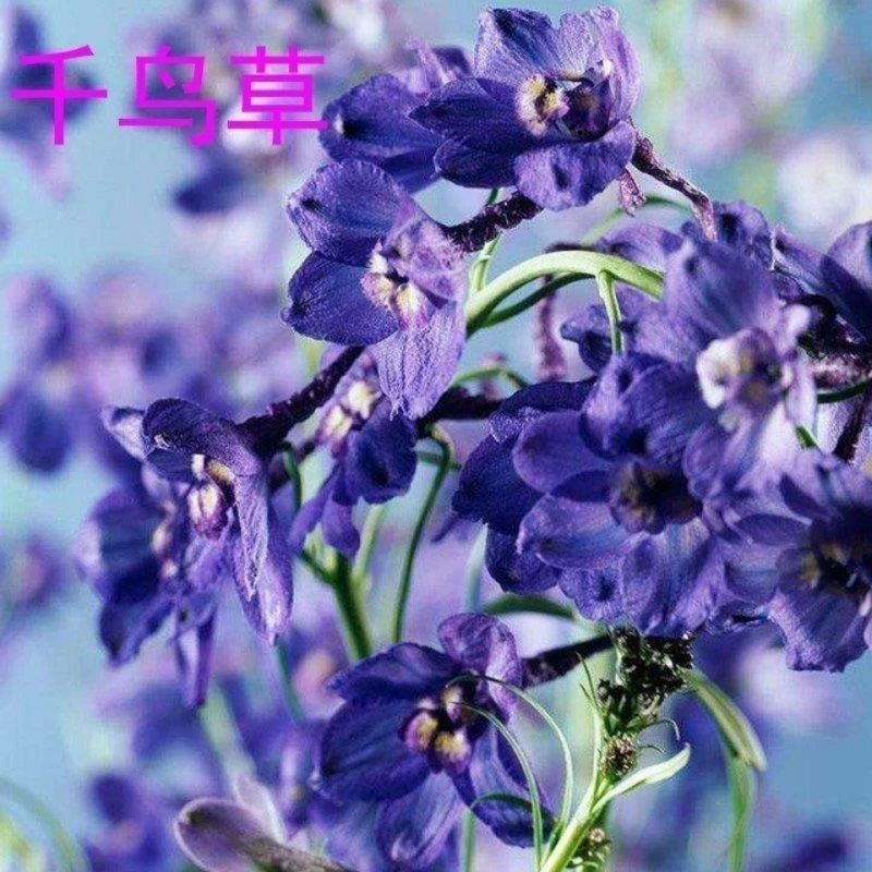千鸟草种子庭院种植花种蓝色小飞燕草种子花坛景观花飞鸟花籽
