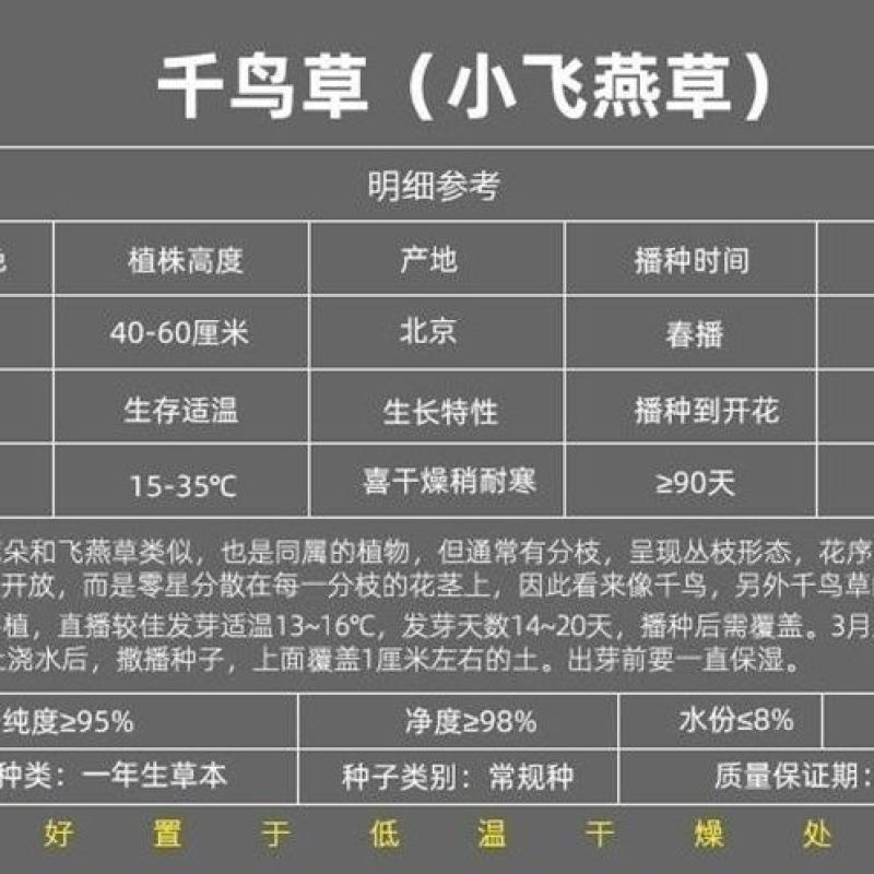 千鸟草种子庭院种植花种蓝色小飞燕草种子花坛景观花飞鸟花籽