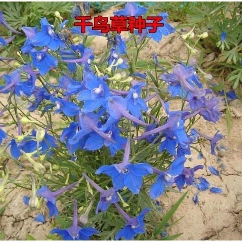 千鸟草种子庭院种植花种蓝色小飞燕草种子花坛景观花飞鸟花籽