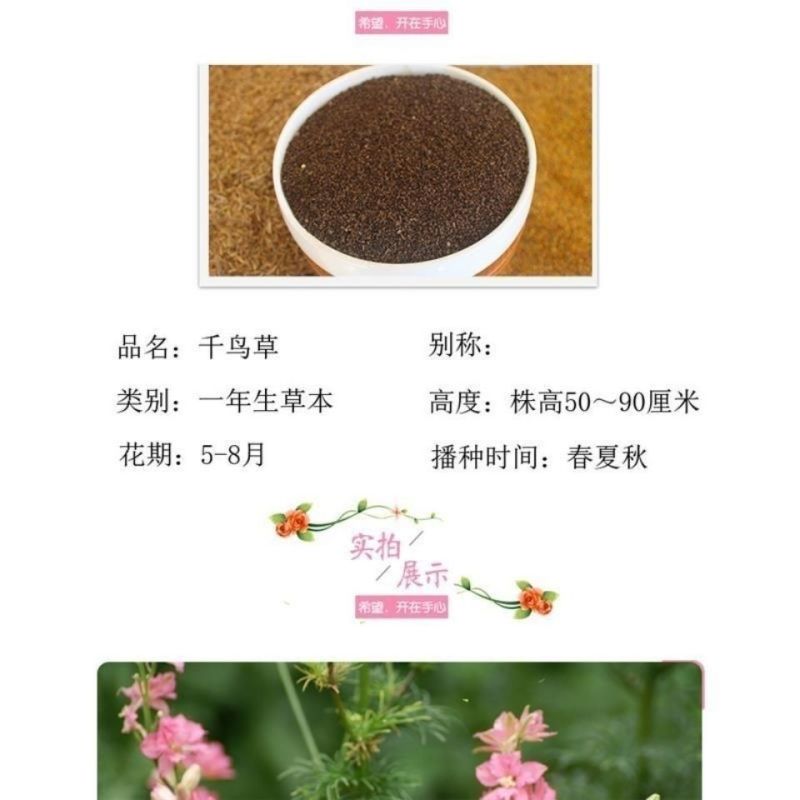 千鸟草种子庭院种植花种蓝色小飞燕草种子花坛景观花飞鸟花籽