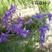 千鸟草种子庭院种植花种蓝色小飞燕草种子花坛景观花飞鸟花籽