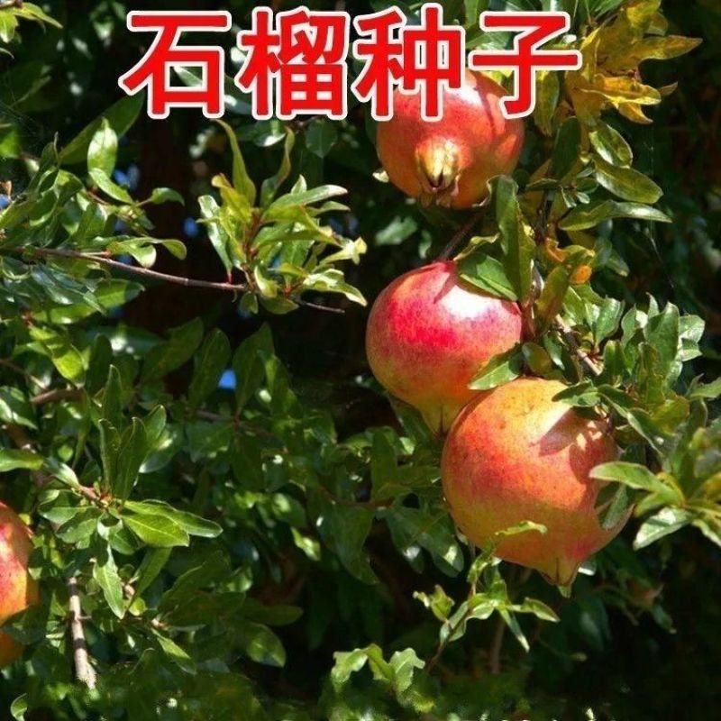 石榴种子石榴树种子果树种子红皮石榴种籽石榴树树苗石榴花盆