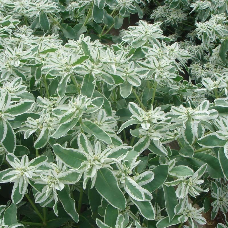 银边翠种子高山积雪盆栽花海观赏绿化固土护坡草耐热耐旱生长