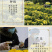彬州金丝皇菊种植基地礼品盒装量大从优支持批发团购