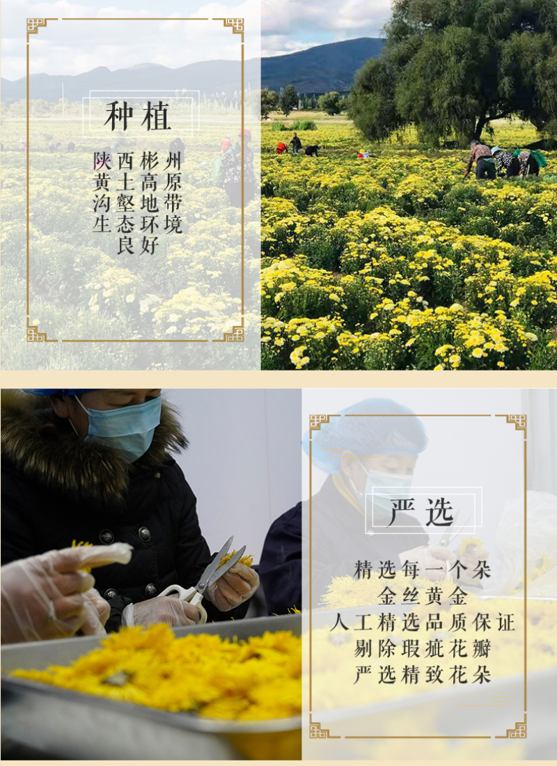 彬州金丝皇菊种植基地礼品盒装量大从优支持批发团购