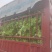 儿菜基地