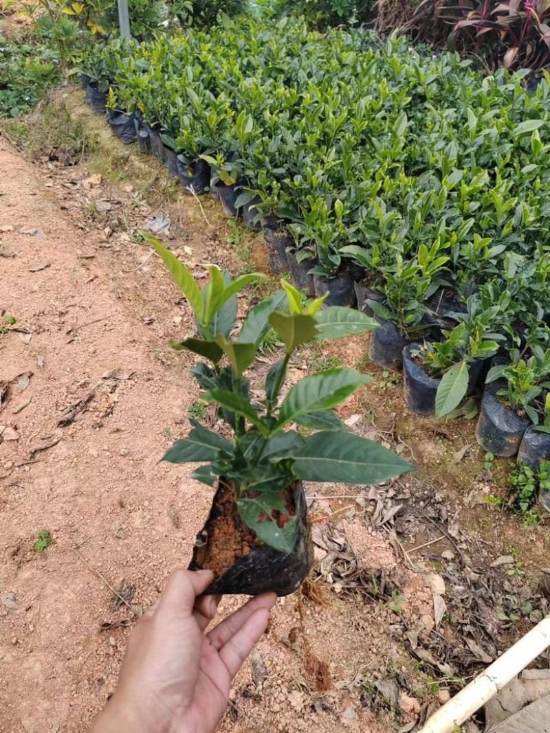 大叶栀子花