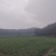 儿菜基地