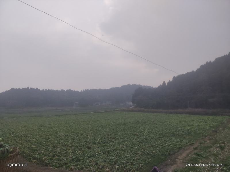 儿菜基地