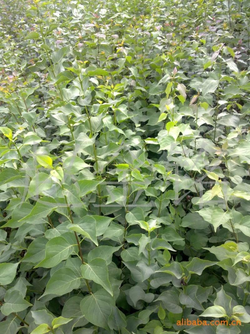 丁香树苗，耐寒耐旱，四季好活。绿化美化环境室外绿化苗