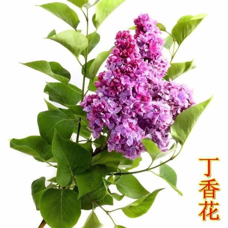 丁香树苗，耐寒耐旱，四季好活。绿化美化环境室外绿化苗