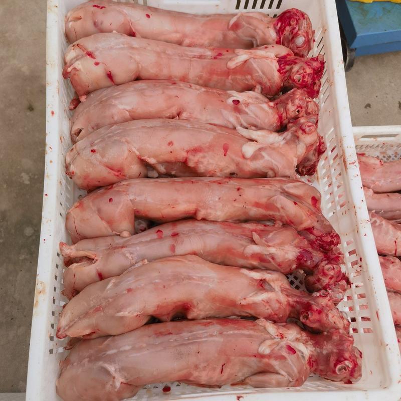 剥皮新鲜速冻兔肉，保鲜兔，烫皮兔，兔腿，兔头，兔腰子
