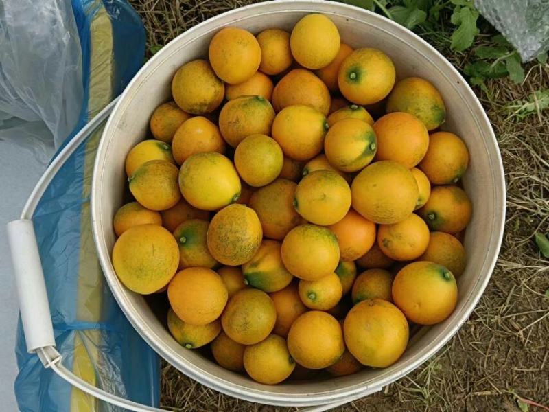 广西脆蜜金桔纯甜无酸无籽果肉厚汁水充足个大自家果园直供欢