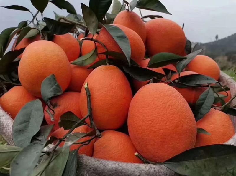 【荐】奉节脐橙——带叶精品电商一、二级果、光头果量大从优