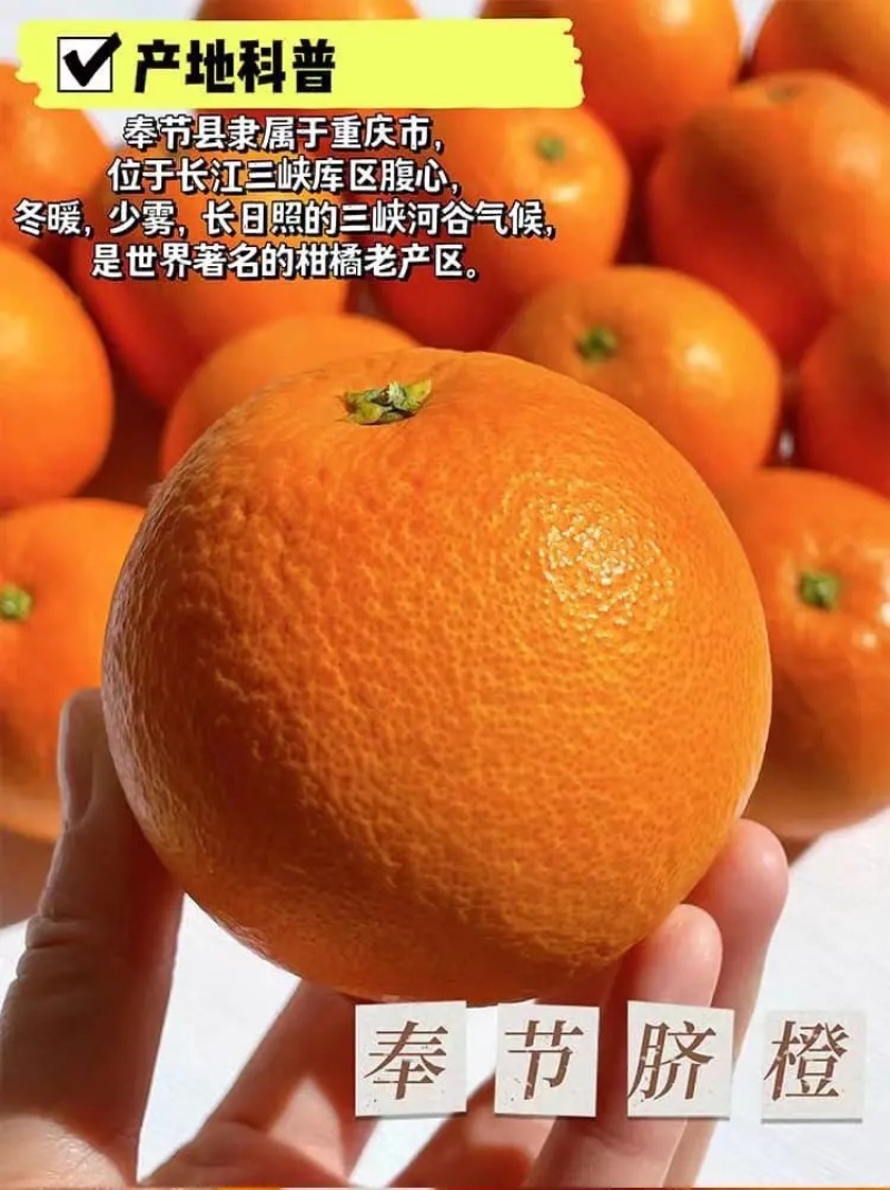 【荐】奉节脐橙——带叶精品电商一、二级果、光头果量大从优