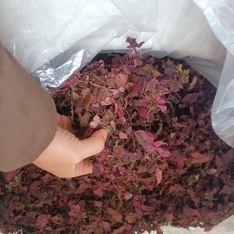 野生风柜斗草，源头产地直供，可供干货，鲜货。水洗风柜斗草