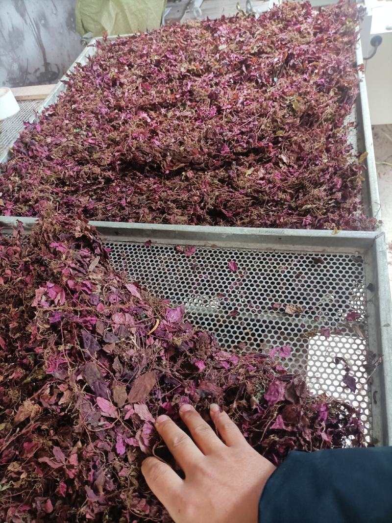 野生风柜斗草，源头产地直供，可供干货，鲜货。水洗风柜斗草