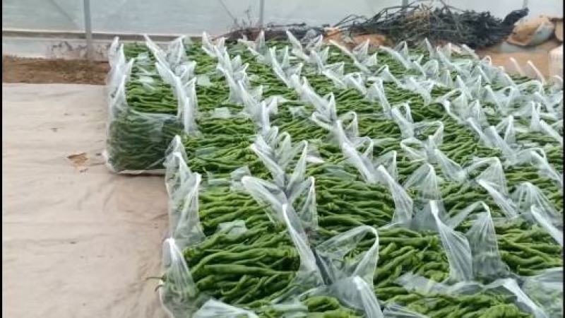 螺丝椒大公司直供，欢迎新老客户过来洽谈合作辣椒及生鲜业务