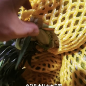 海南自然熟金钻十七号精品装18斤净果5头到8头