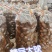 云南芋头种豆包紫杆芋头种产地一手货源保质保量技术指导