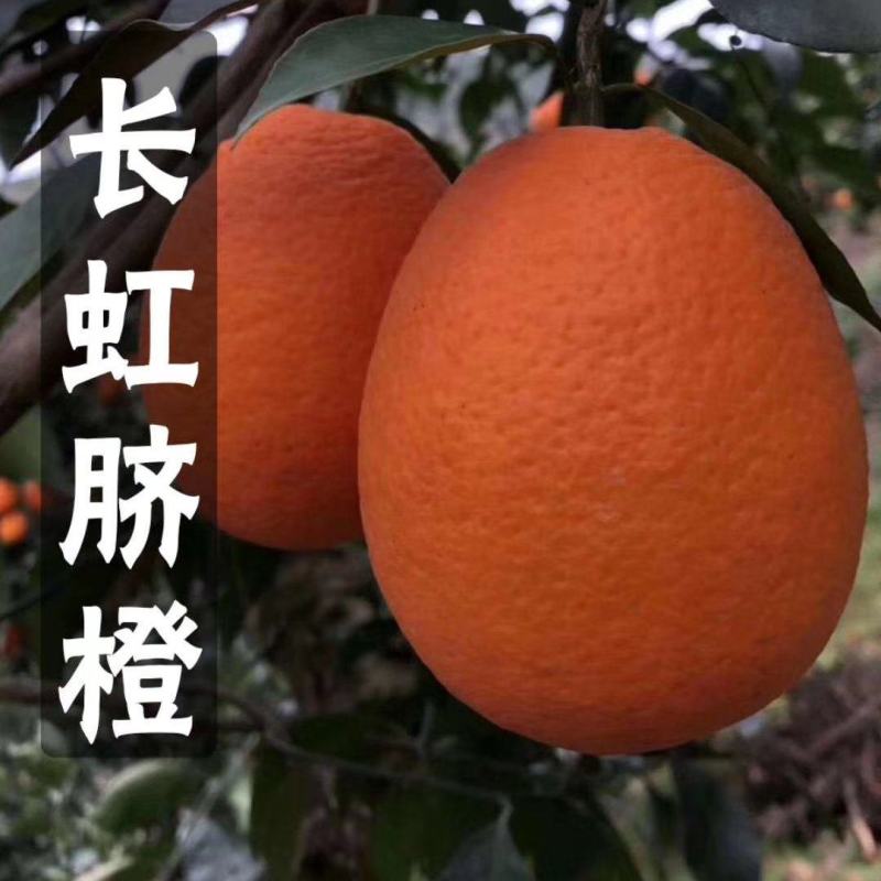 2长虹橙果型椭圆颜色火红纯甜多汁入口化渣