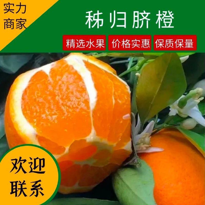 1脐橙秭归脐橙果面干净个头大口感醇正水分充足
