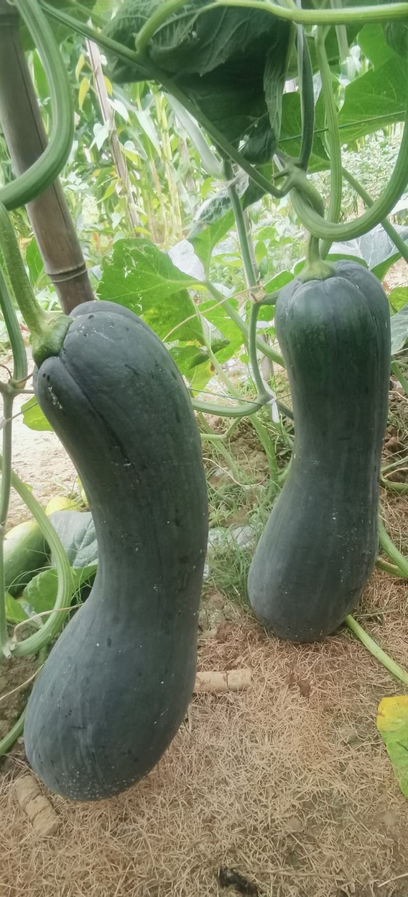 南瓜种子有名王子特色南瓜老嫩兼收腔小肉厚肉质致密好吃