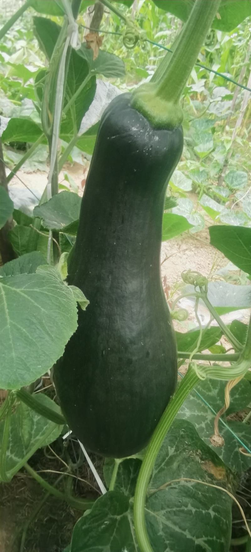 南瓜种子有名王子特色南瓜老嫩兼收腔小肉厚肉质致密好吃