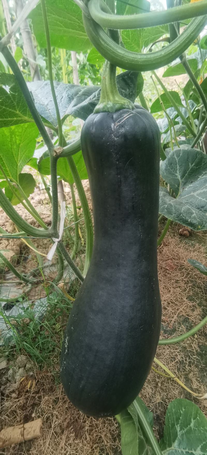 南瓜种子有名王子特色南瓜老嫩兼收腔小肉厚肉质致密好吃