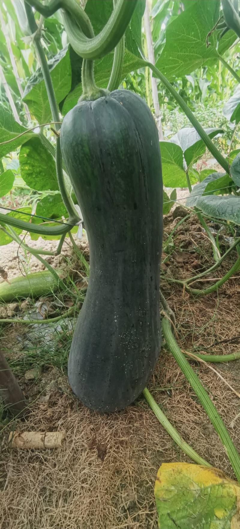 南瓜种子有名王子特色南瓜老嫩兼收腔小肉厚肉质致密好吃