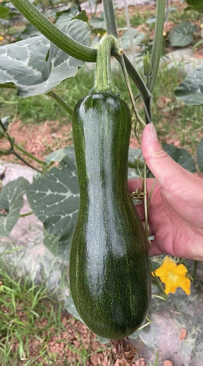 南瓜种子有名王子特色南瓜老嫩兼收腔小肉厚肉质致密好吃
