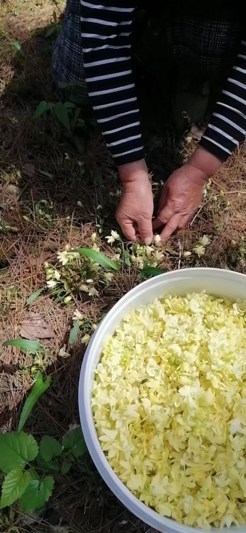 霍山石斛，铁皮石斛，米斛，石斛花，石斛粉等